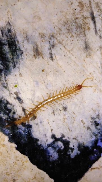 Centipedes Part - 105