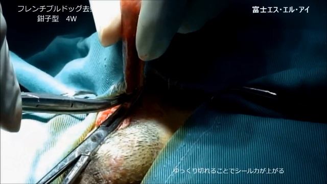 外科一般　去勢　.wmv