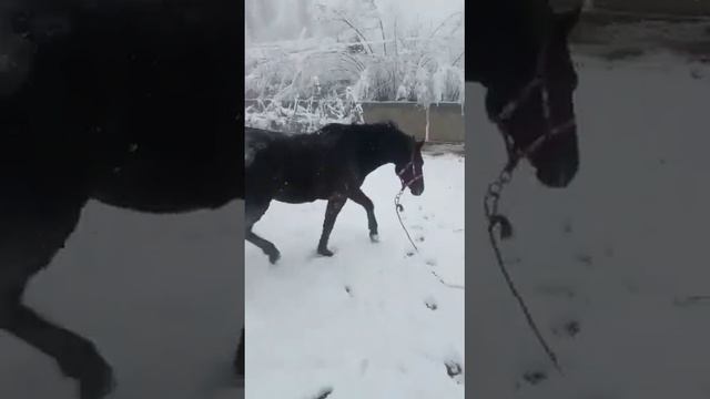 ХУЛИГАН #рашт #гарм #точикобод #нуробод #файзобод #хисор