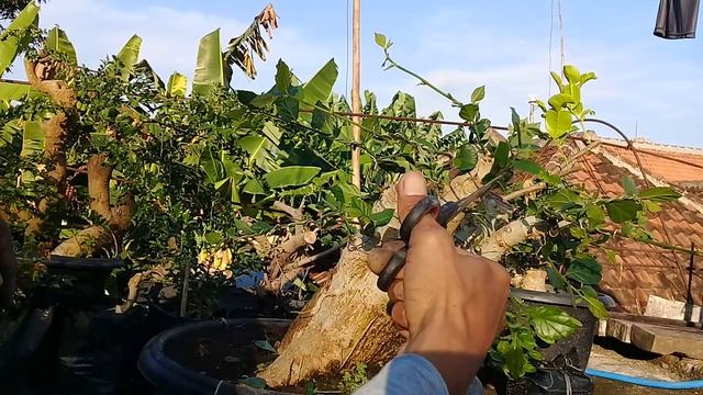 PENTING LAKUKAN PERANTINGAN AWAL