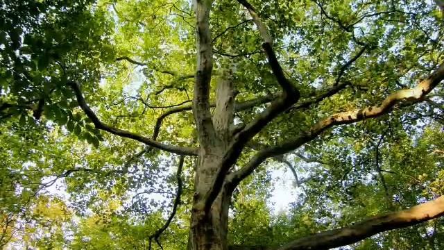 Handel -  Ombra Mai Fu (from 