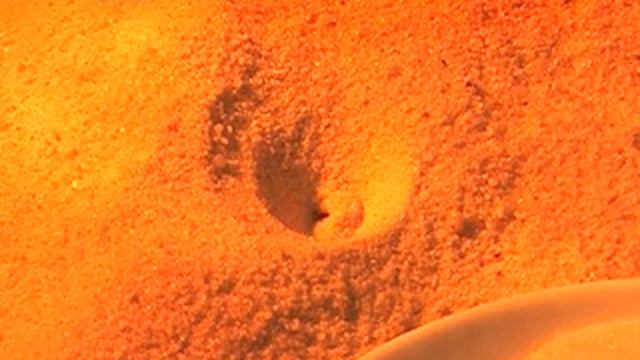 Ant Lion Digging A Trap