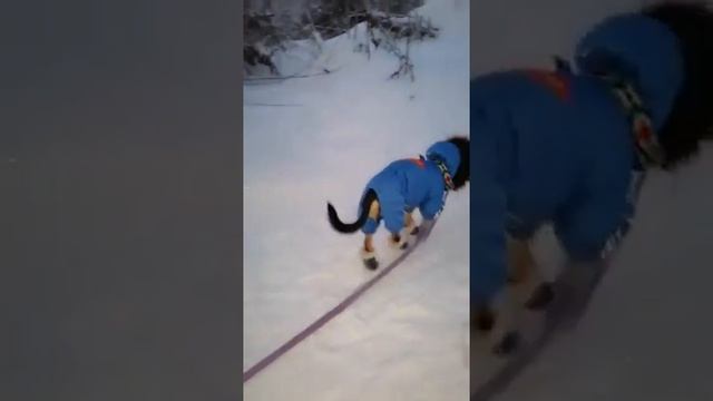 ВАЙНЫ ПРО ЖИВОТНЫХ( смех до слёз🤣 смотреть всем!