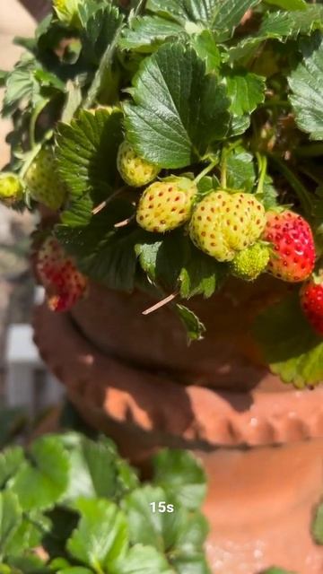 Strawberry Plant || स्ट्रॉबेरी का पौधा || #trending #ytshort #short #shorts