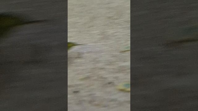 наблюдаю за креветками