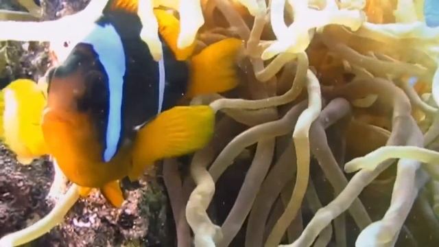 Нежная и успокаивающая музыка для сна и отдыха!