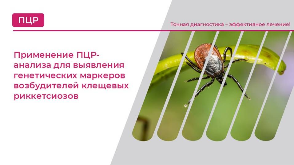 Применение ПЦР-анализа для выявления генетических маркеров возбудителей клещевых риккетсиозов