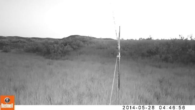 Elk Licking Camera Trap At APR