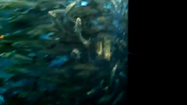 Суп из рыбы, Лоро Парк, Тенерифе