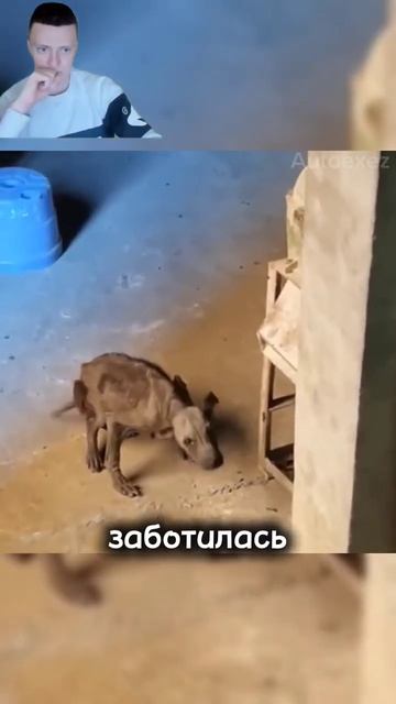 Искалеченная собака на помойке доживала последние дни😥😣  #шортс