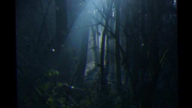 Страшные звуки. Привидение в лесу