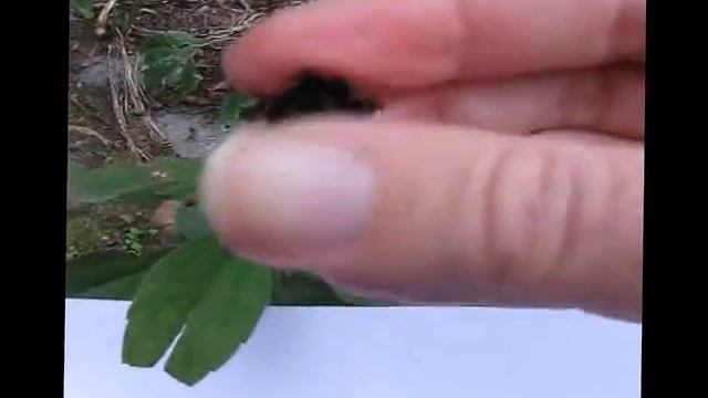Seed Saving