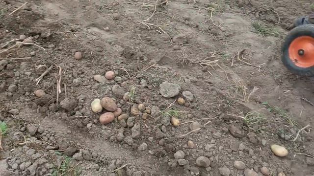 копалка для мотоблока 2017