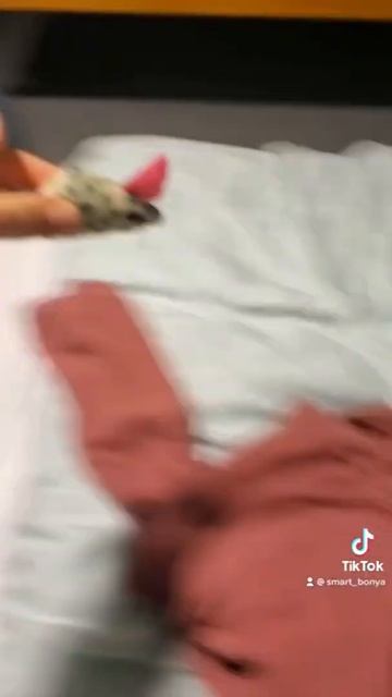 Очень злая собака.