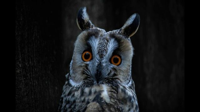 Звук отпугивающий мышей и крыс. Звук ушастой совы