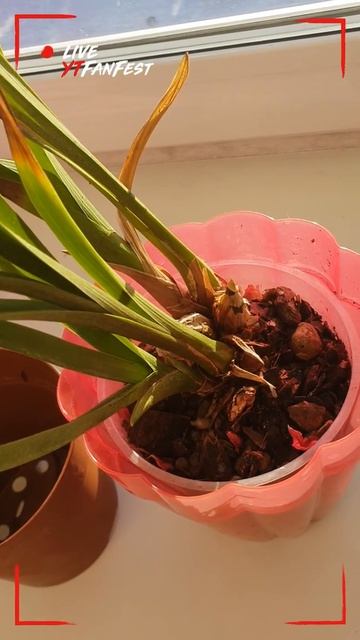 Цимбидиум без корней,  обречен