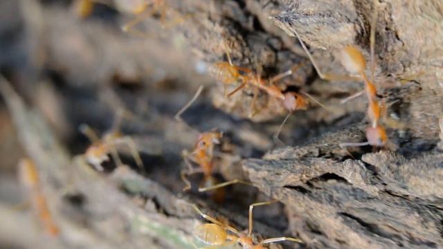 Oecophylla Smaragdina