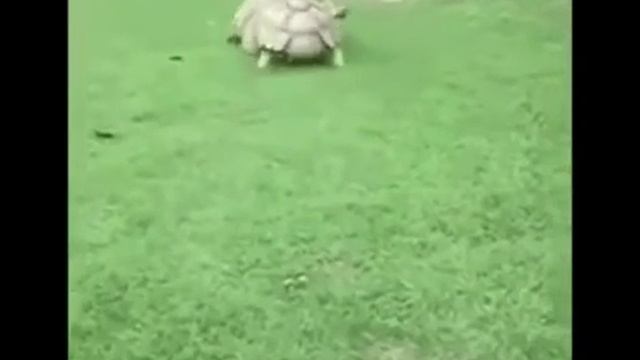 Весёлая песня