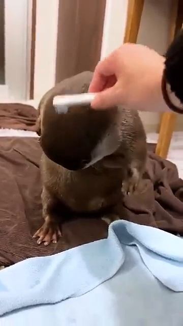 Чистка выдры зубной щеткой