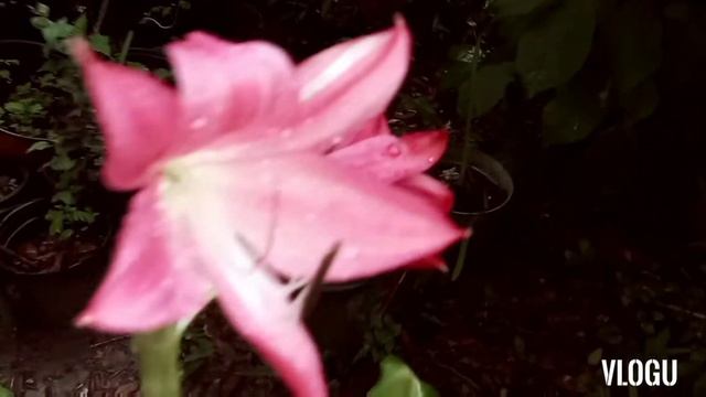 Deep Pink Crinum Lily From Bud To Fully Open Flowers/Imelda Ingram