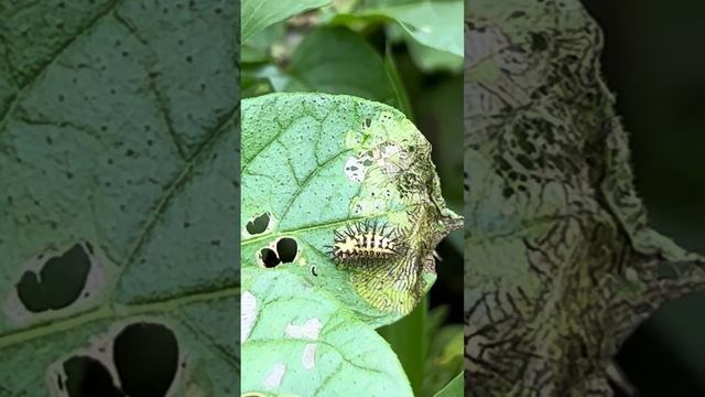 Larva Of  Henosepilachna Vigintioctopunctata(ニジュウヤホシテントウの幼虫)