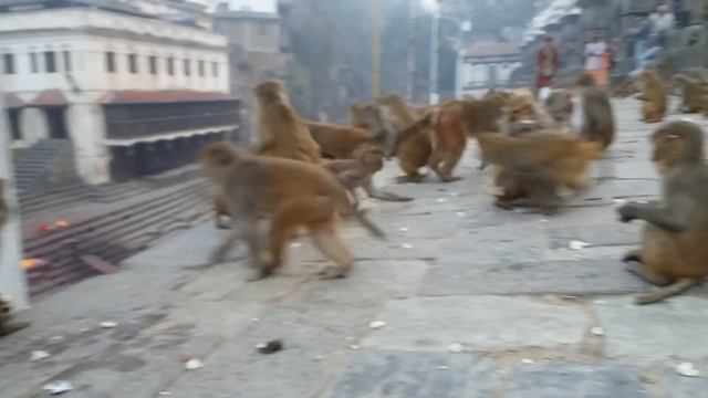 Pashupatinath Temple's Monkey