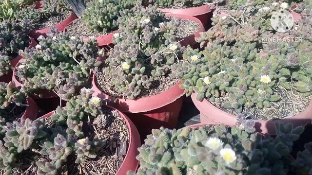 Pickle Plant Cuttings And Care#delosperma Echinetum#