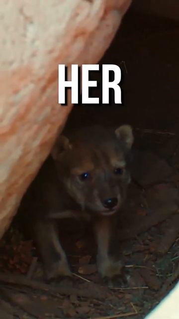 6805cc2616db85942a06961d3d53cae8