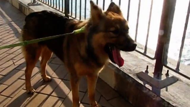 Clementine---------hongkongdogrescue.com