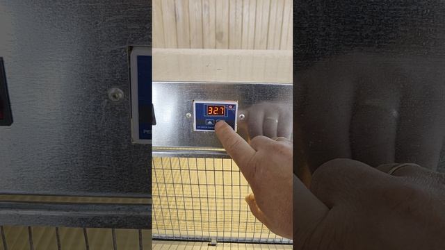 Настройка терморегулятора в брудере