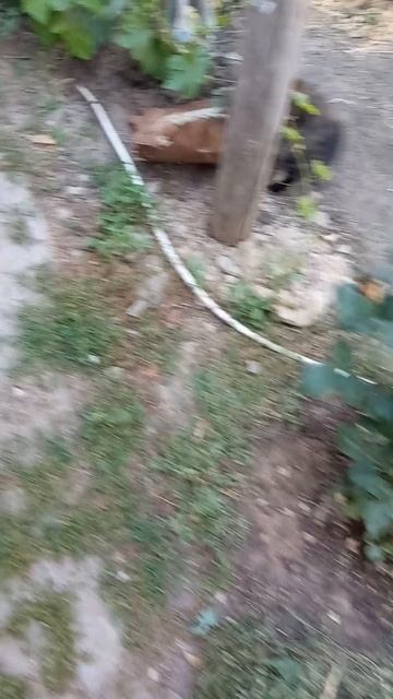 Кошка ловит мышку.