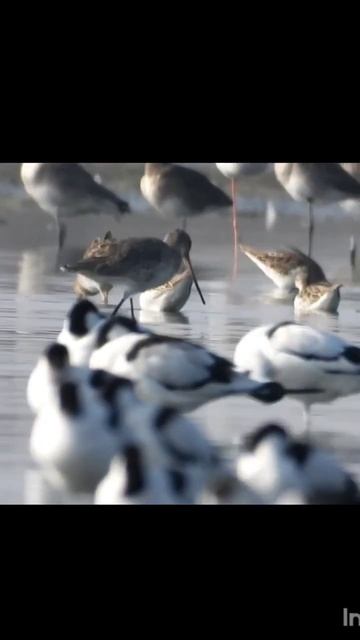Godwit Group With Pied Avocet