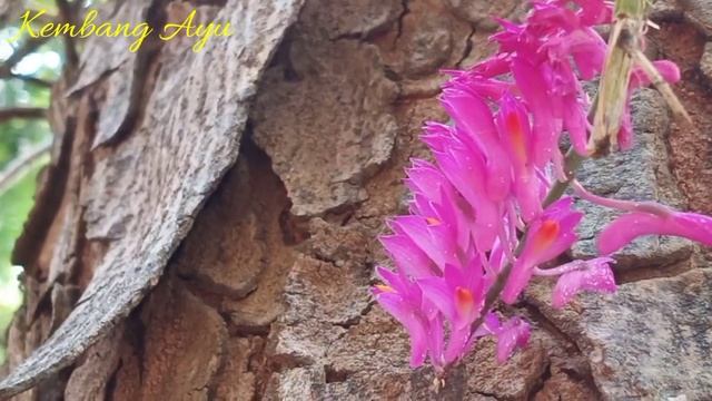 ANGGREK SIKAT GIGI (DENDROBIUM SCUNDUM)