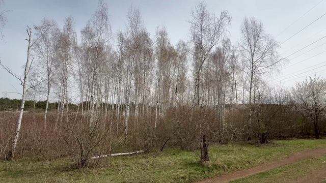 Березовая роща