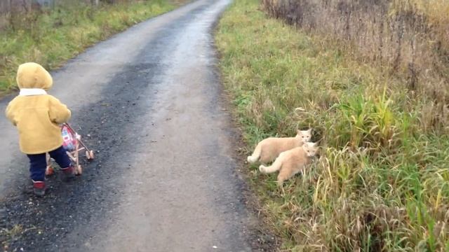 Прогулка со Львом и котиками