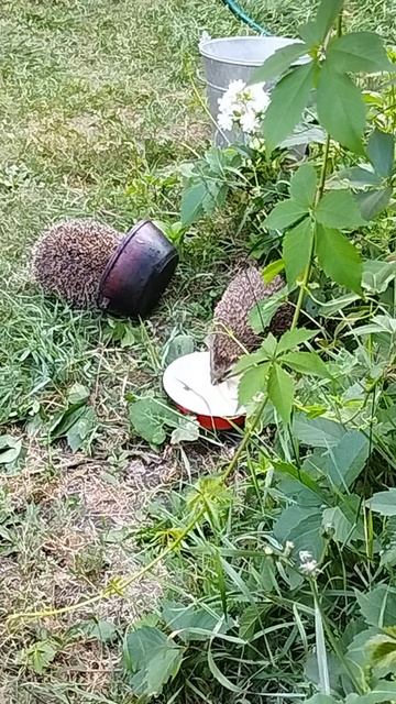 Ёжики пришли. Лето 24