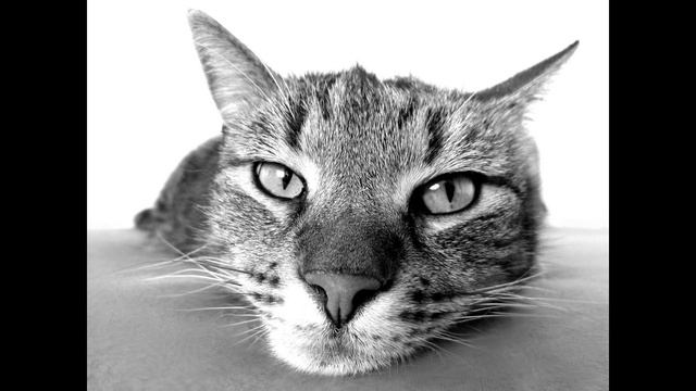 Мурчанье КОШКИ