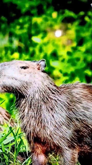 Звуки лесных животных часть 6