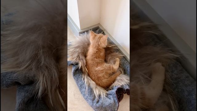 Симка. Первый день дома.