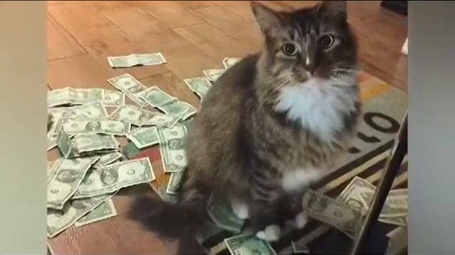 Благотворительность кота. Хитрый котяра приносил кучу 