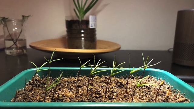 Giant Sequoia Sequoiadendron giganteum Timelapse