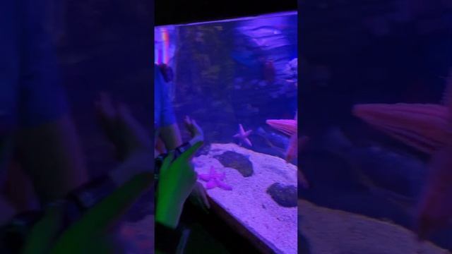 Крокус Сити океанариум. Красивые аквариумные рыбки.