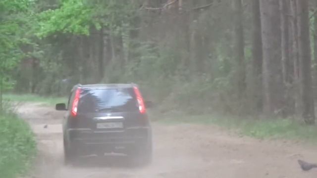 Голуби в лесу 1