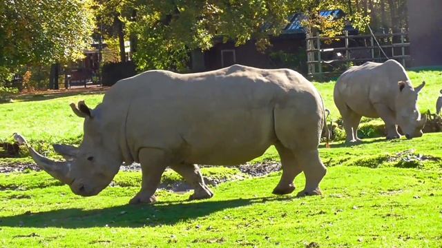 НОСОРОГ Звук НОСОРОГА