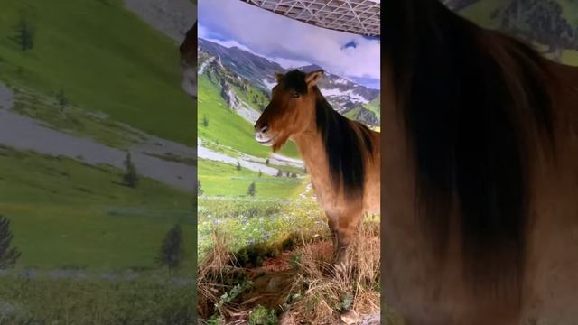 Крокус Сити океанариум, выставка Ледниковый период (02.23)