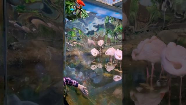 Крокус Сити океанариум, тропики (02.23)