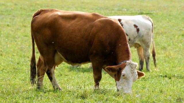 Domestic Animals, Farm Animals Sounds Around Us | Goose, Pig, Dog, Lion, Goat | Animal Moments