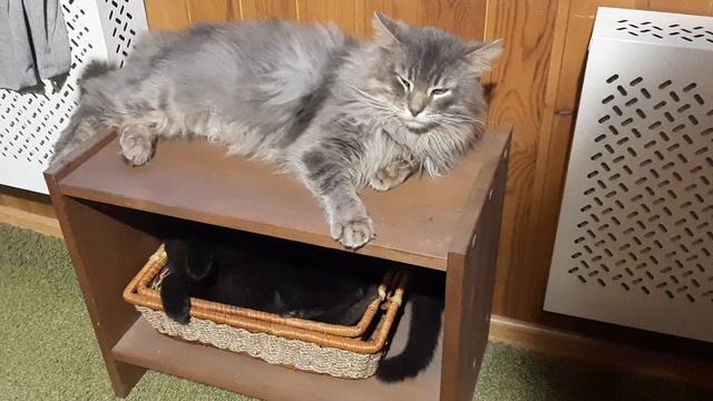 отстань, прошу