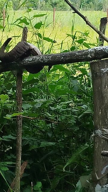 Деревенская малина. Старинная. лето 24