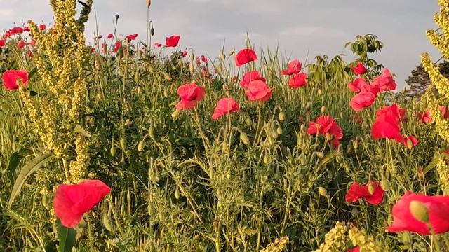 25.05. 2022 маки цветут